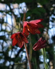 Fritillaria gentneri