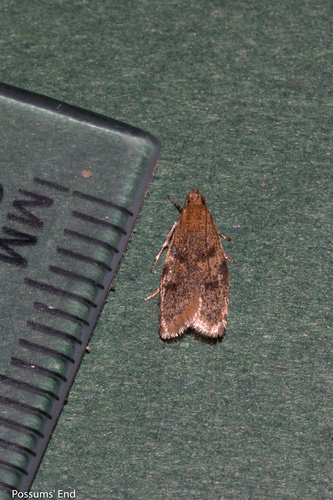 Gymnobathra tholodella photo 3
