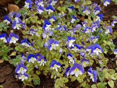 Veronica syriaca