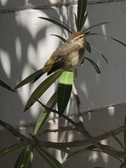 Setophaga palmarum image