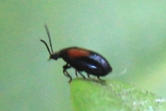 Herthania concinna