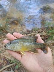 Lepomis cyanellus