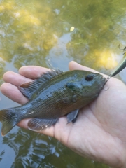 Lepomis miniatus
