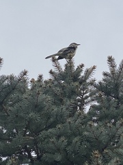 Mimus polyglottos