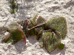 Massonia pustulata