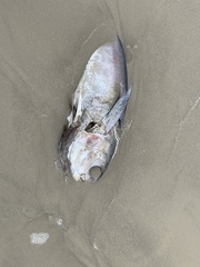 Thunnus atlanticus