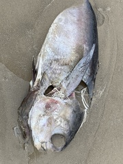 Thunnus atlanticus