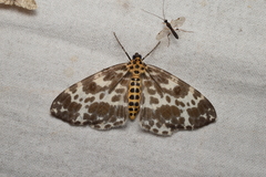 Dilophodes elegans elegans