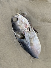 Thunnus atlanticus