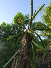 Selenicereus costaricensis