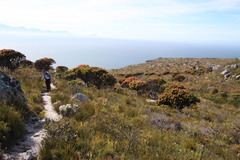 Mimetes fimbriifolius