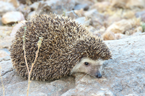 Subspecies Atelerix algirus algirus · iNaturalist