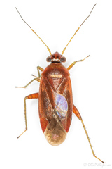 Pinalitus atomarius