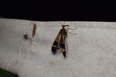 Panorpa japonica