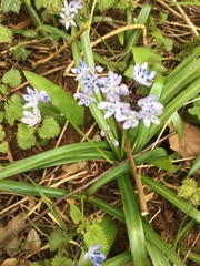 Scilla bithynica