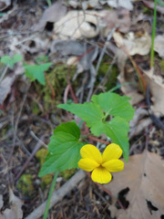 Viola lobata integrifolia