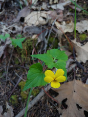 Viola lobata integrifolia
