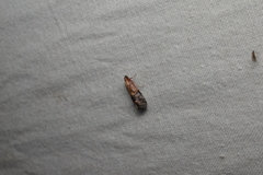 Acrobasis bellulella