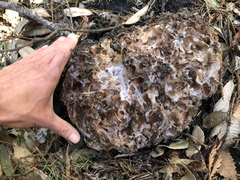 Daleomyces petersii