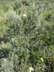 Osteospermum spinosum
