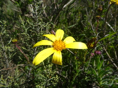 Osteospermum spinosum