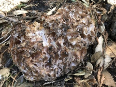 Daleomyces petersii