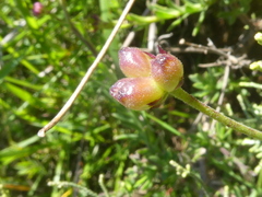 Osteospermum spinosum