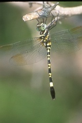 Phyllomacromia picta