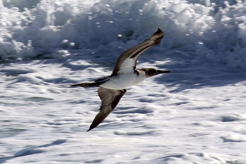 Blue-footed Booby