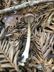 Entoloma cystomarginatum