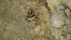 Euplagia quadripunctaria fulgida