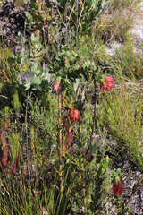 Liparia splendens splendens