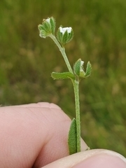 Plagiobothrys acanthocarpus