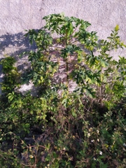 Vasconcellea cauliflora