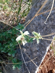 Marrubium