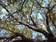 Vachellia farnesiana