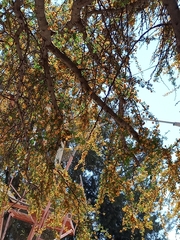 Vachellia farnesiana