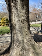 Acer rubrum