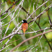 Grand Munia - Photo (c) Mehd Halaouate, some rights reserved (CC BY-NC), uploaded by Mehd Halaouate