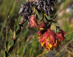 Liparia splendens splendens