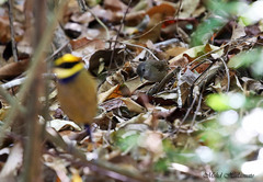 Malacocincla sepiaria