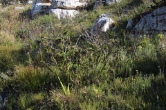 Liparia splendens splendens