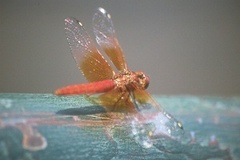 Brachythemis lacustris