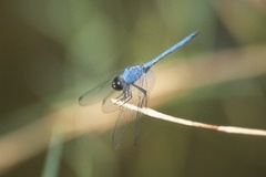 Trithemis donaldsoni