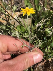 Eriophyllum congdonii