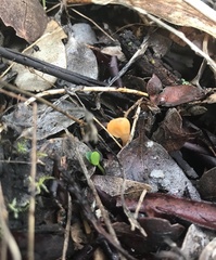 Cudonia spathulata
