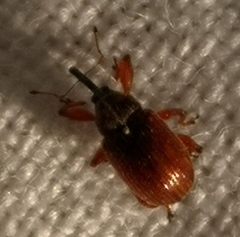 Anthonomus phyllocola