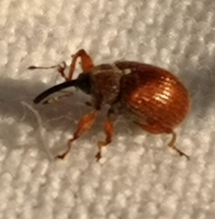 Anthonomus phyllocola