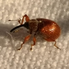 Anthonomus phyllocola