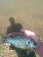 Lepomis microlophus